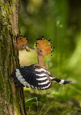 The hoopoe is feeding its chick. Still is flying and putting some insect in its beak. Typical forest Poster och Canvastavla