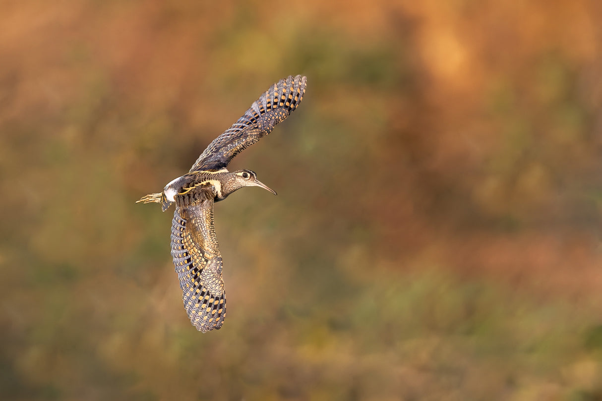 A Greater Painted Snipe in Flight Poster och Canvastavla
