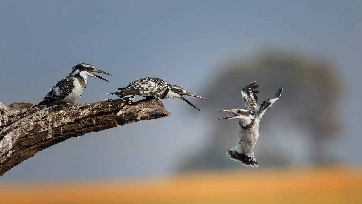 Kingfisher Poster och Canvastavla