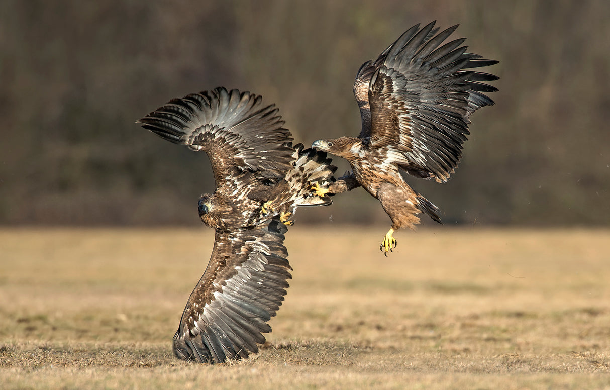 Eagles fighting Poster och Canvastavla
