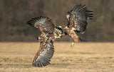 Eagles fighting Poster och Canvastavla