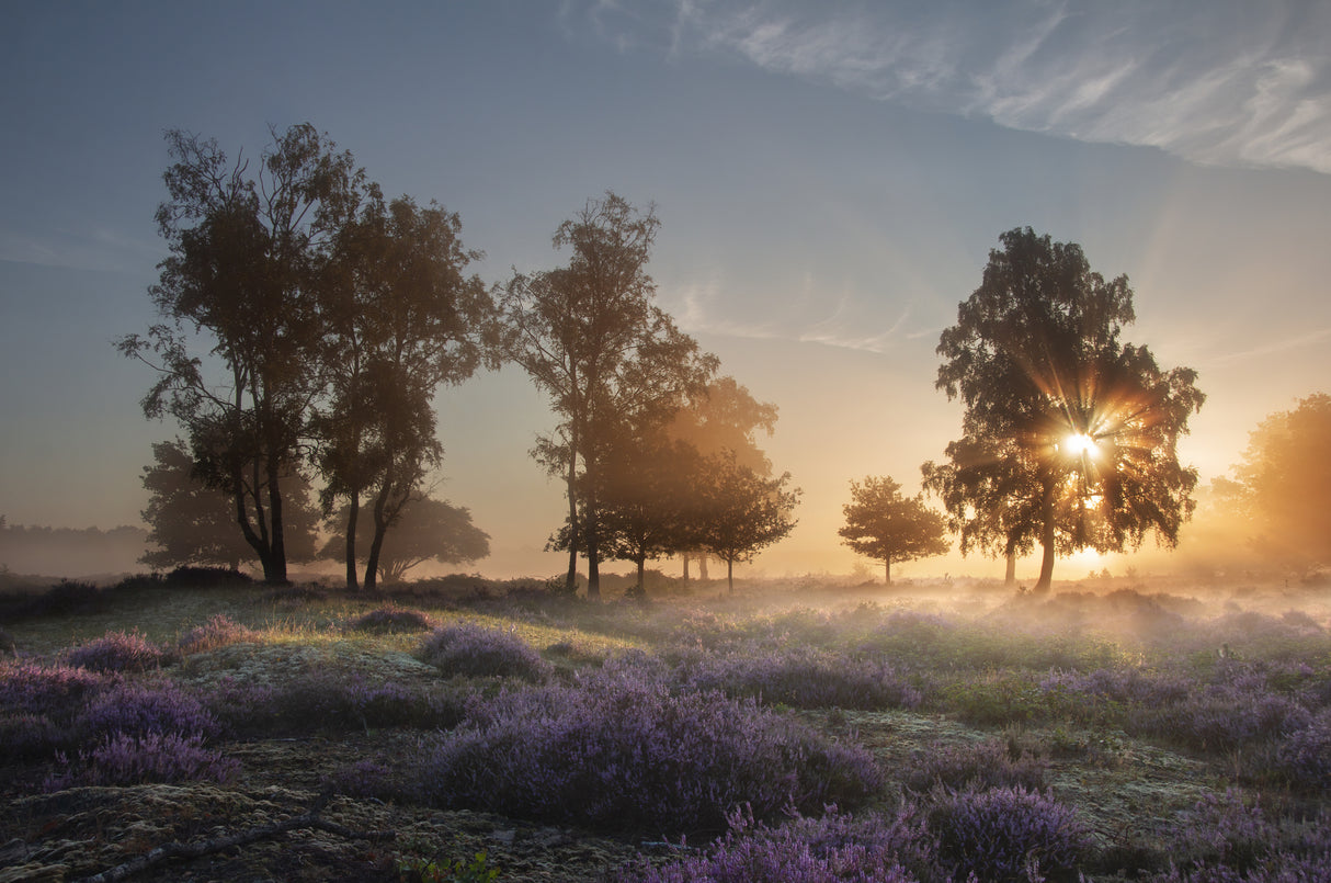 Morning breeze Poster och Canvastavla
