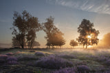 Morning breeze Poster och Canvastavla