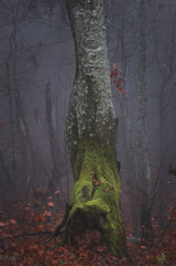 Autumn fog morning tree Poster och Canvastavla