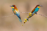 Bee-eaters Poster och Canvastavla
