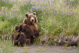 Momma Bear Nursing in the Lupines Poster och Canvastavla