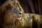 Portrait of a Lion Poster och Canvastavla
