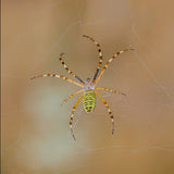 Argiope bruennichi Poster och Canvastavla