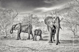 dry season (bw) Poster och Canvastavla