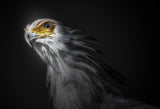 secretary bird Poster och Canvastavla