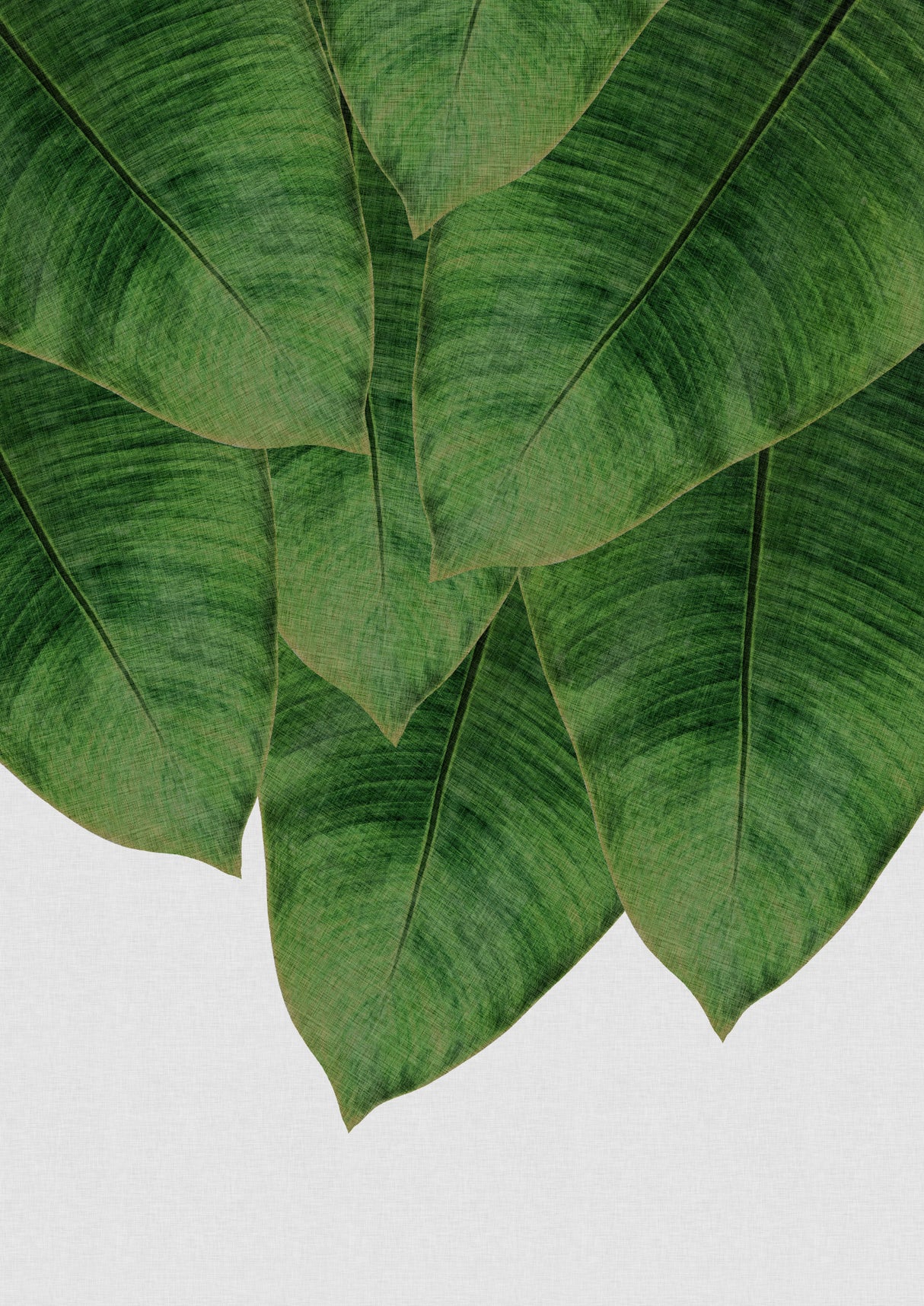 Banana Leaf III Poster och Canvastavla