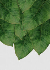 Banana Leaf III Poster och Canvastavla