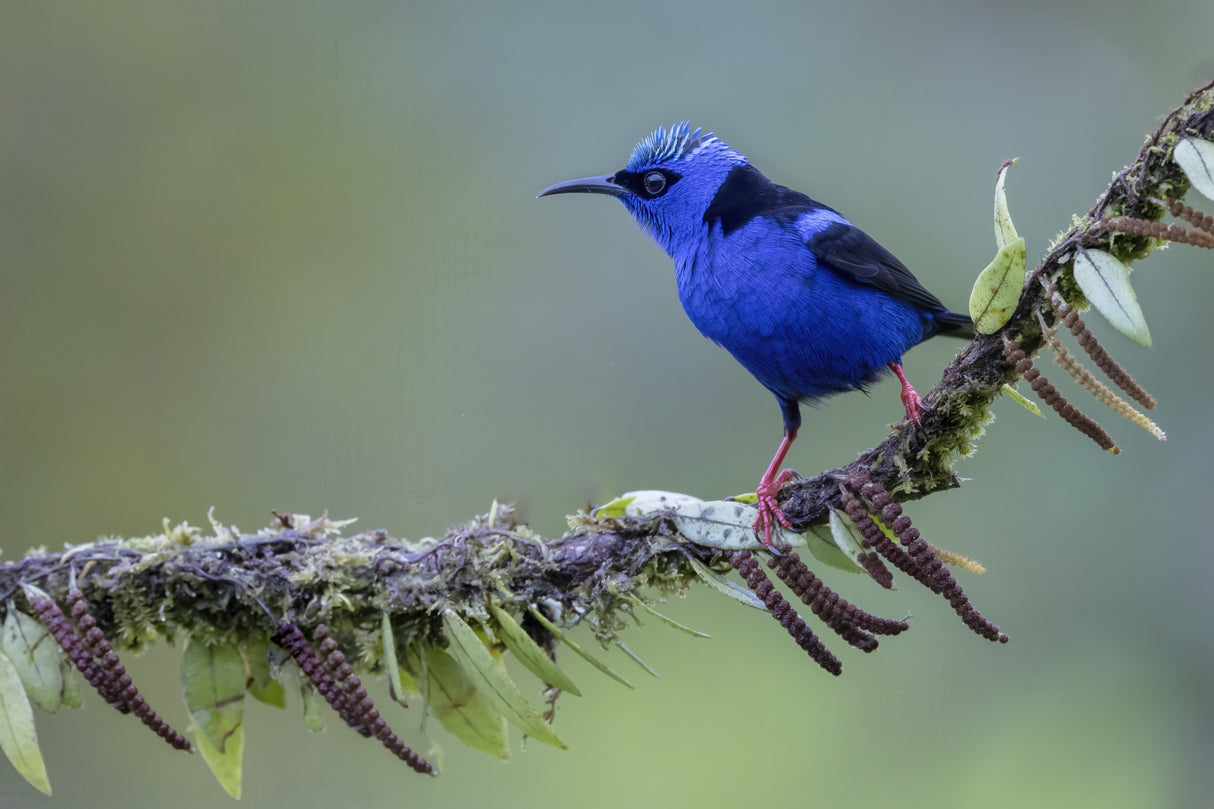 Red-legged Honey Creeper Poster och Canvastavla