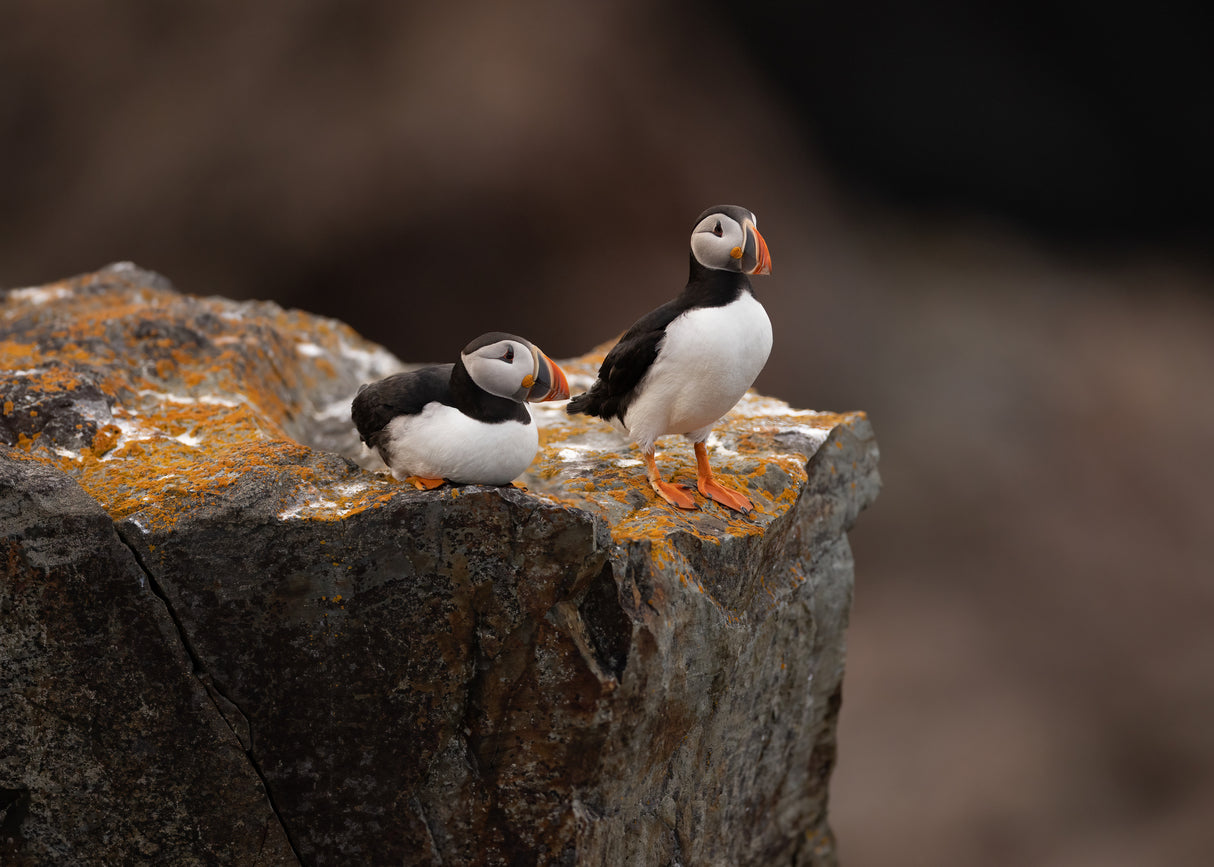 Puffins Poster och Canvastavla