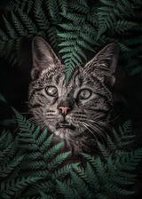 Meow Cat in Ferns Poster och Canvastavla