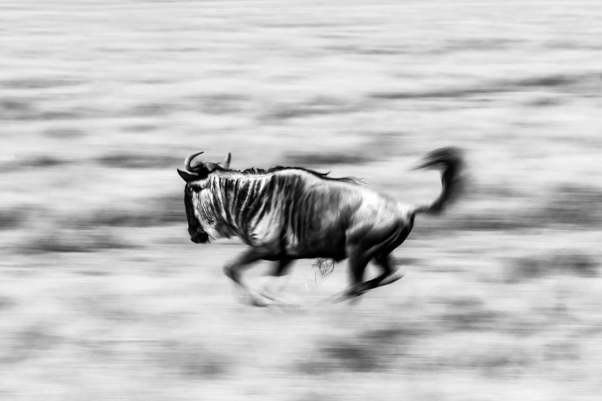 The Wildebeest Poster och Canvastavla