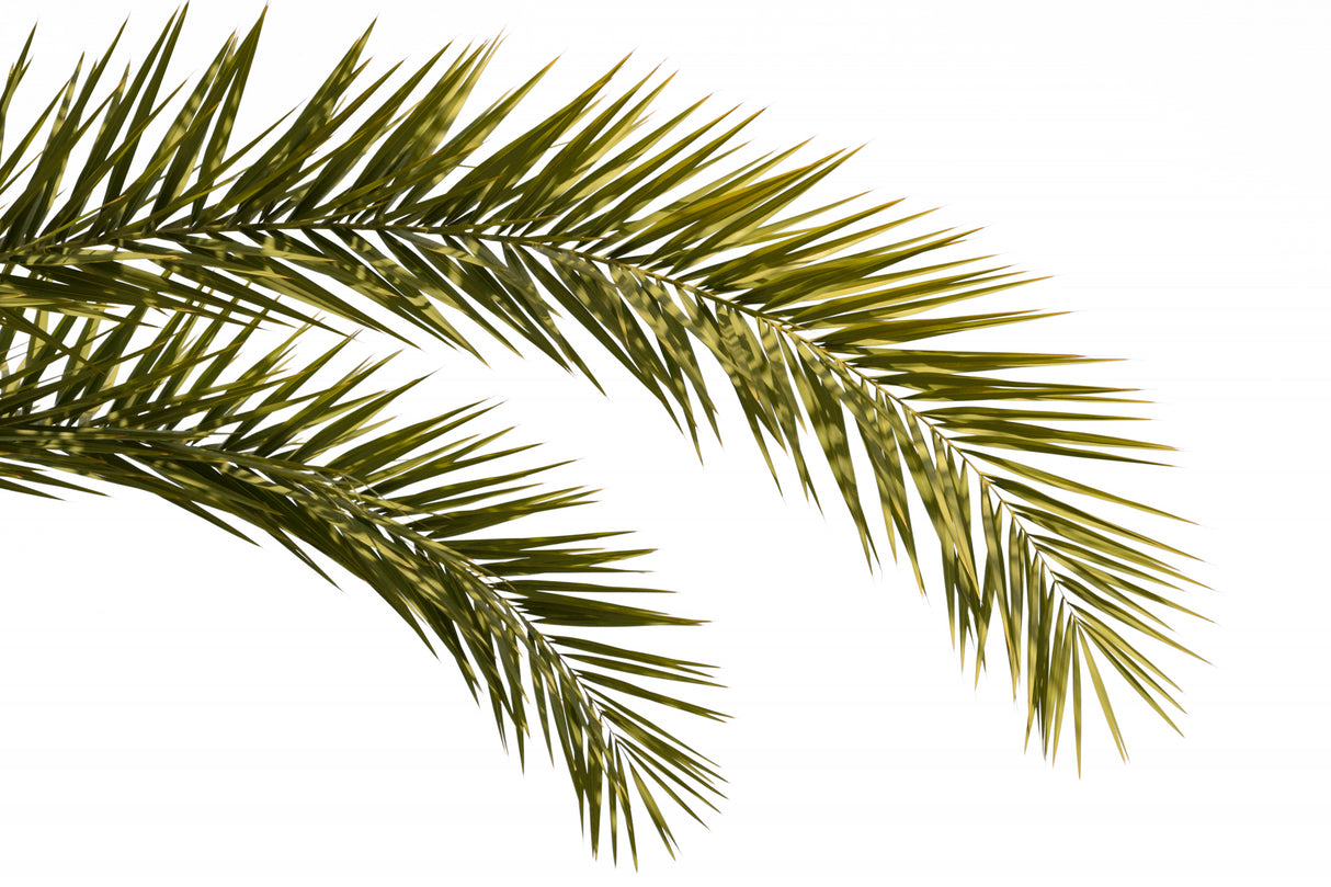 Coconut Tree Leaves Foliage Photo Poster och Canvastavla