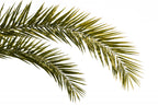 Coconut Tree Leaves Foliage Photo Poster och Canvastavla