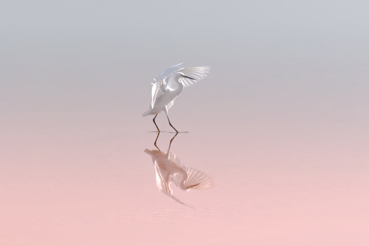 Little egret Poster och Canvastavla