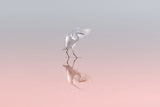 Little egret Poster och Canvastavla