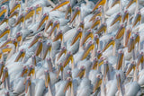 Pelican migration Poster och Canvastavla