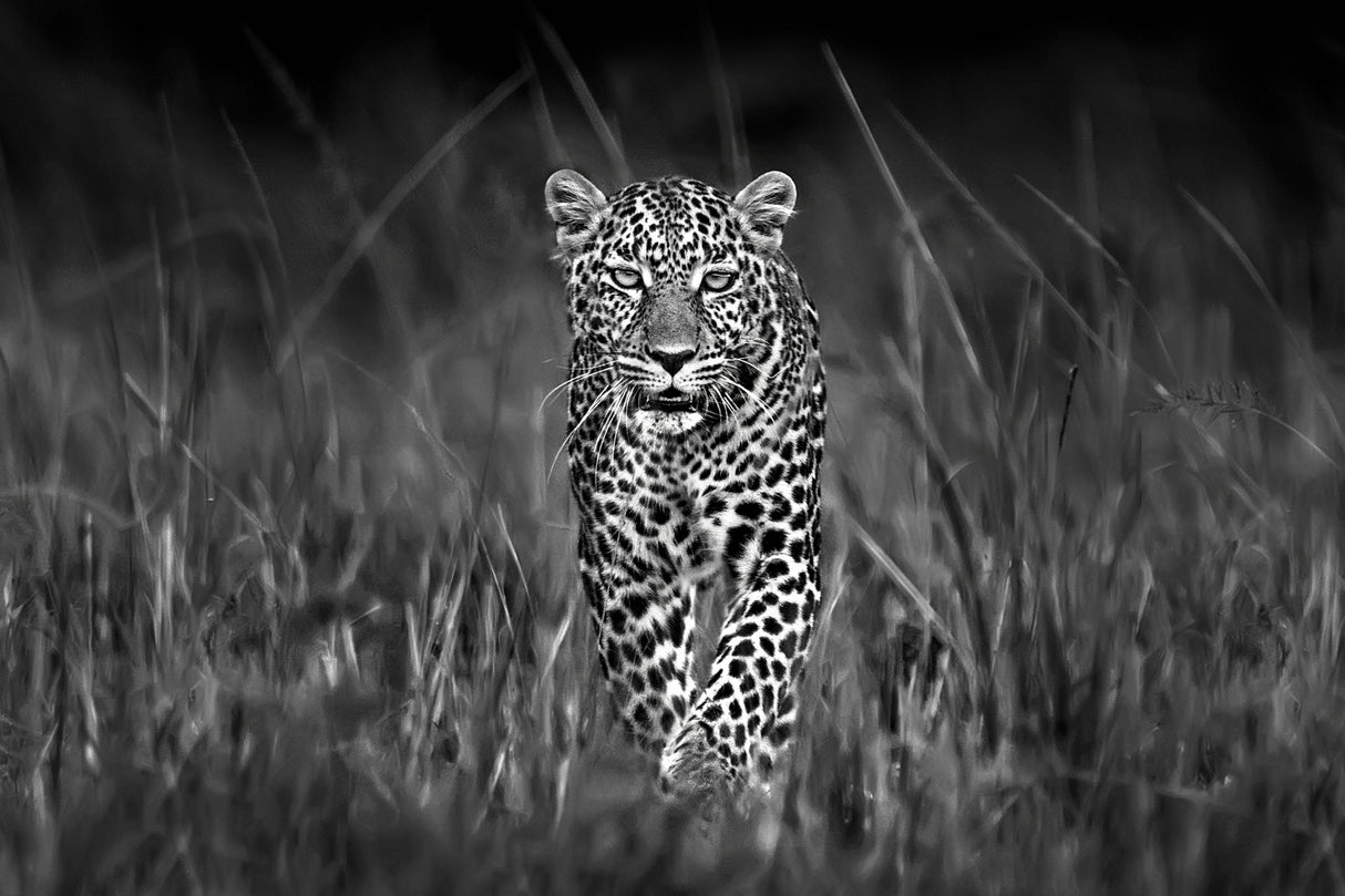 Patrolling leopard Poster och Canvastavla
