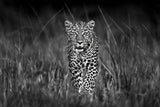 Patrolling leopard Poster och Canvastavla