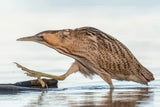 Bittern Poster och Canvastavla