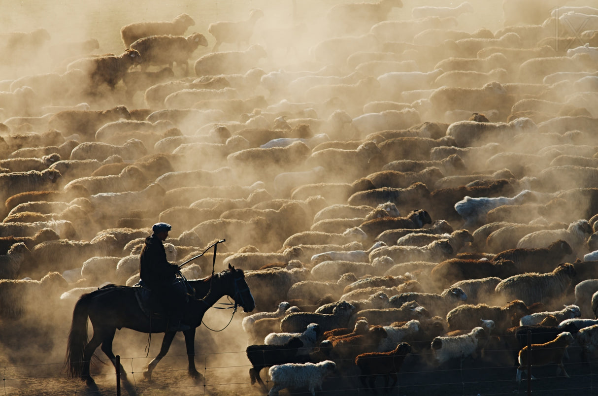 Grazing in the morning Poster och Canvastavla