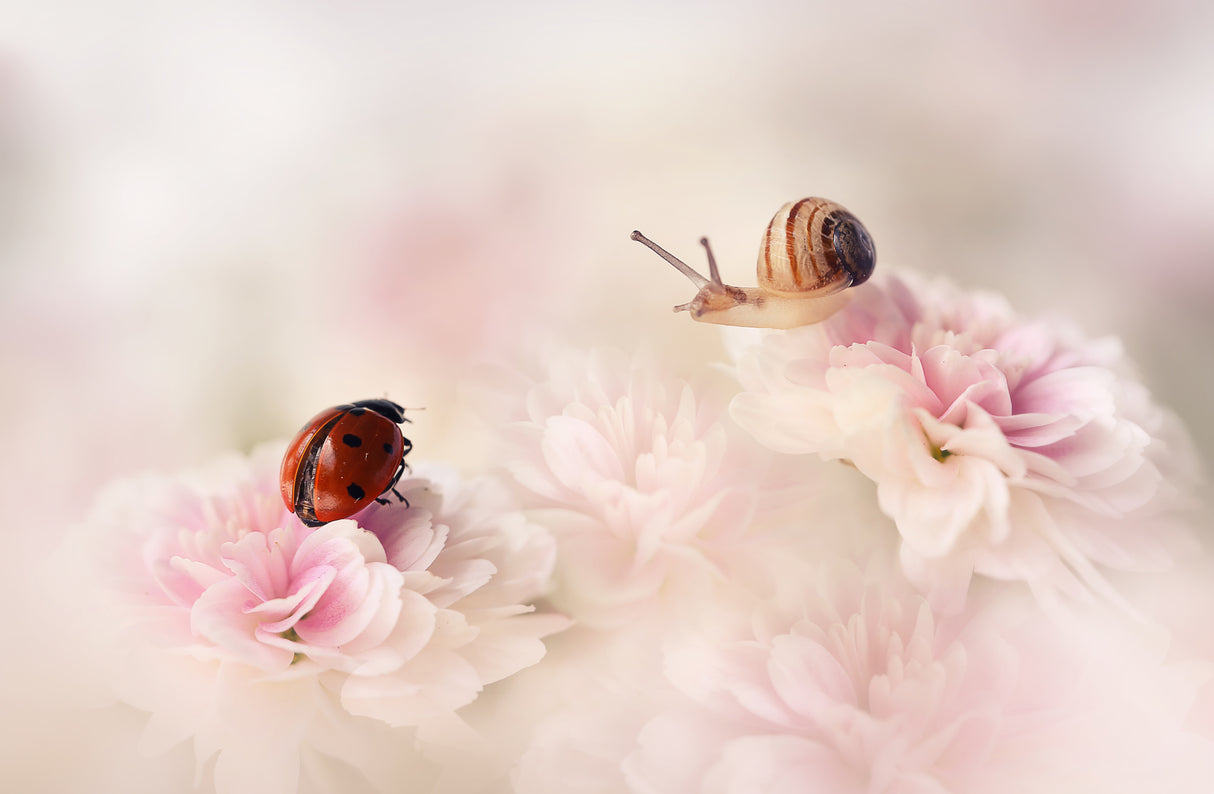 A beautiful day in summer Poster och Canvastavla