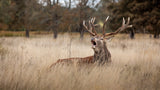 Stags call Poster och Canvastavla