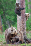 Bears Kindergarten Poster och Canvastavla