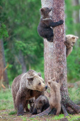 Bears Kindergarten Poster och Canvastavla