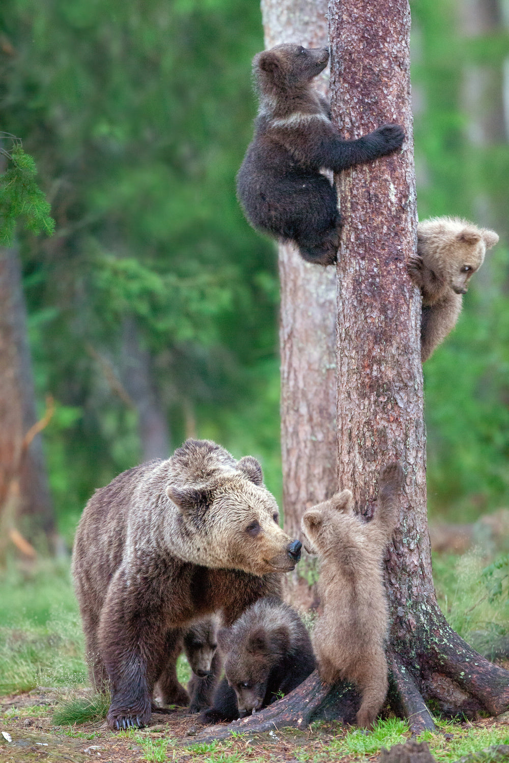 Bears Kindergarten Poster och Canvastavla