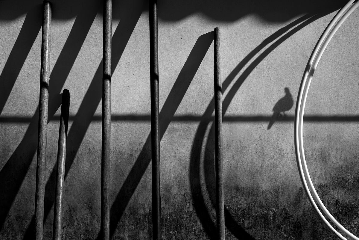 Watching shadow Poster och Canvastavla