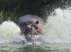 It's Not A Bird, It's Not A Plane, It's An ANGRY Hippo ! Poster och Canvastavla