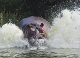 It's Not A Bird, It's Not A Plane, It's An ANGRY Hippo ! Poster och Canvastavla