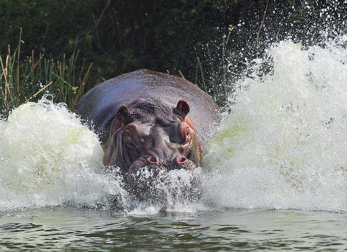 It's Not A Bird, It's Not A Plane, It's An ANGRY Hippo ! Poster och Canvastavla