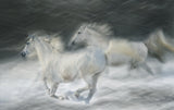 gallop in a duel Poster och Canvastavla
