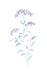 Little Purple Flower Poster och Canvastavla