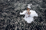 White butterfly Poster och Canvastavla