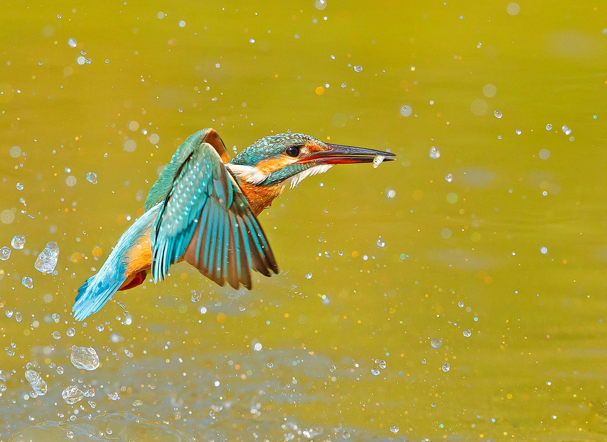 KING+FISH=Kingfisher Poster och Canvastavla