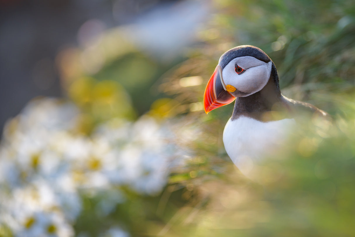Puffin Poster och Canvastavla