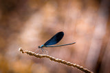 dragonfly Poster och Canvastavla