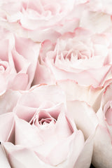 Pink Roses 05 Poster och Canvastavla