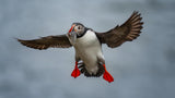 Puffin With Mouthfull Fish Poster och Canvastavla