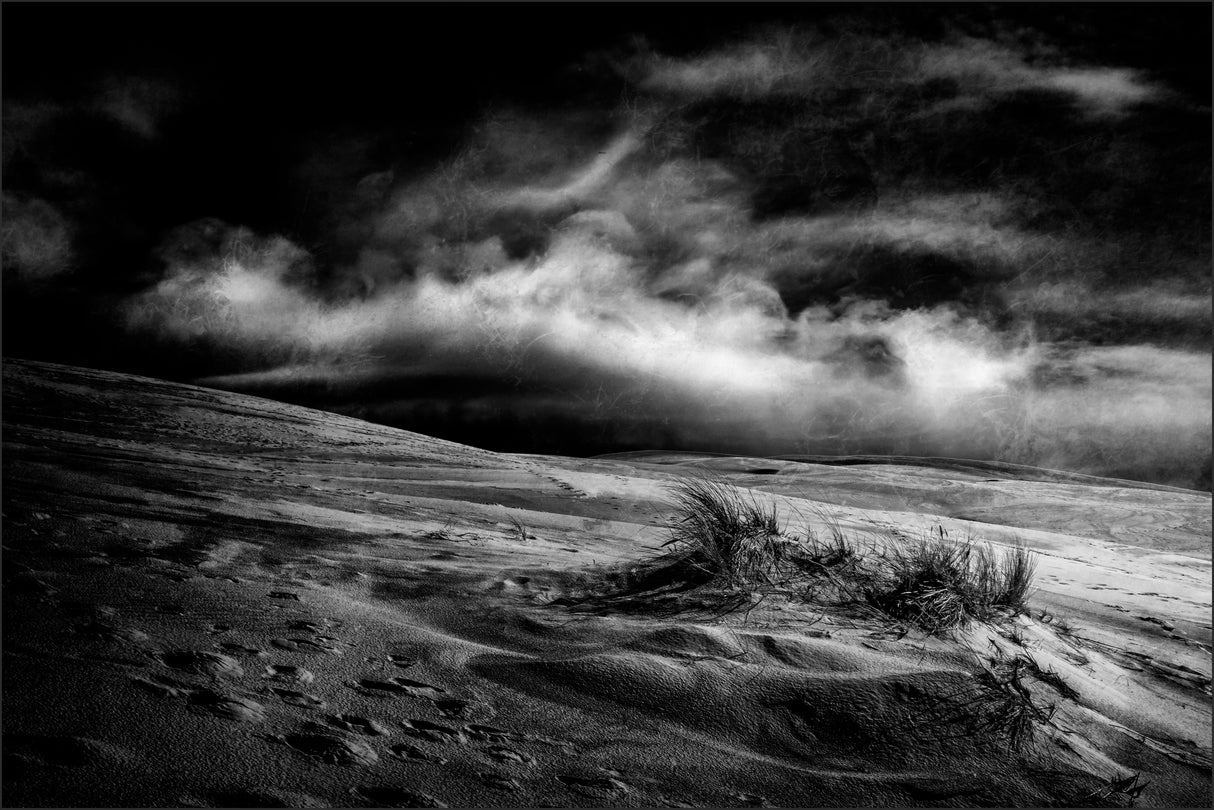 marram grass Poster och Canvastavla