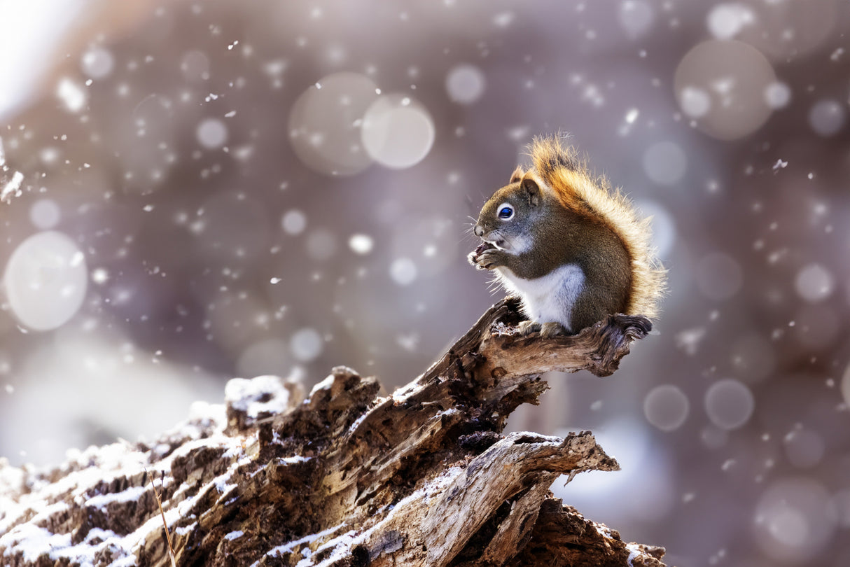 The Magic Squirrel Poster och Canvastavla
