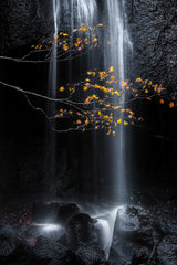 Fall Poster och Canvastavla