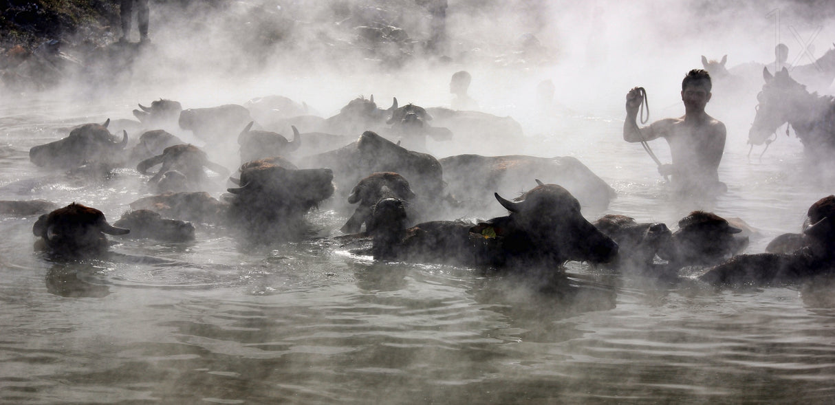 buffalo bathing Poster och Canvastavla